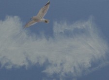 https://www.loraineburgon.com/files/gimgs/th-16_feather_v2.jpg